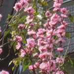 IMG_4926